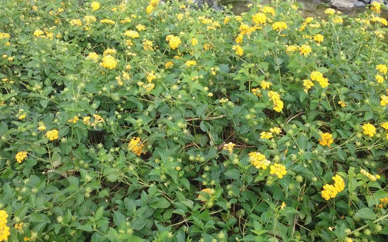 Lantana Gold