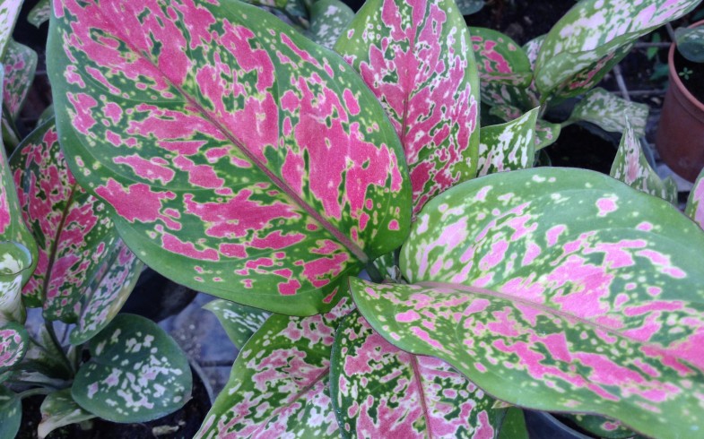 Aglaonema