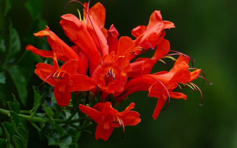 Tecomaria Capensis