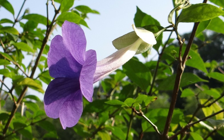 Thunbergia Erecta