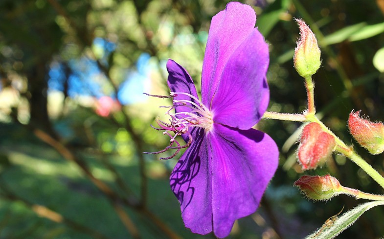 Tibouchina Granulosa