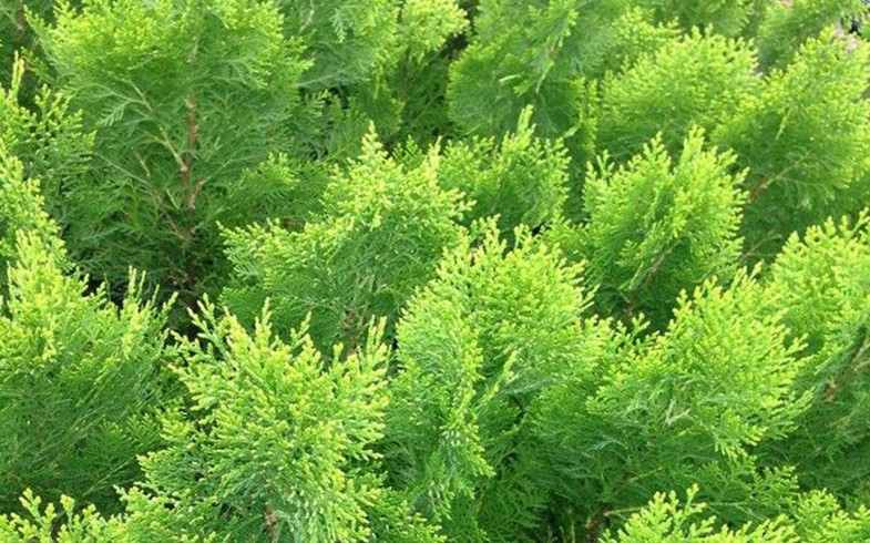 Arborvitae ‘Berkman’s Gold’