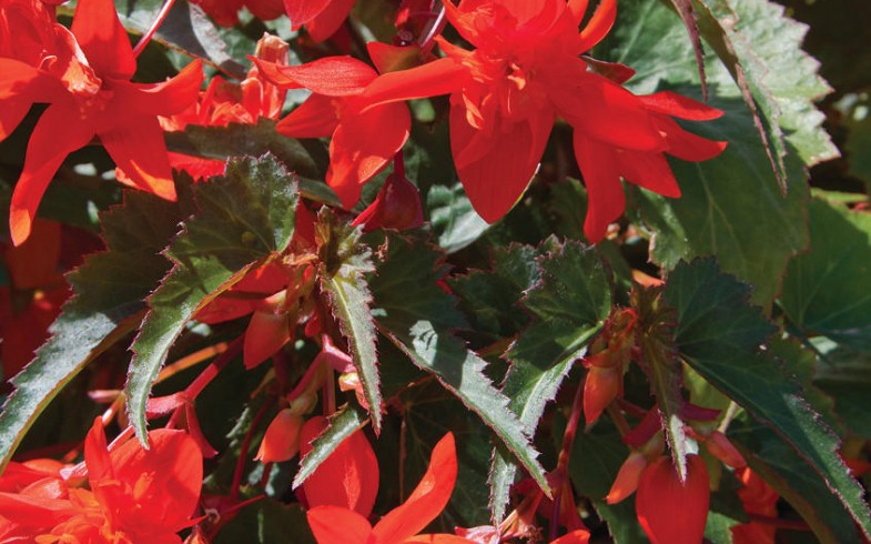 Begonia Torch