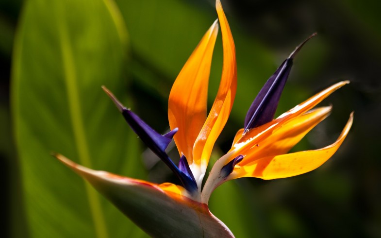 Bird of Paradise ‘Mandela’s Gold’