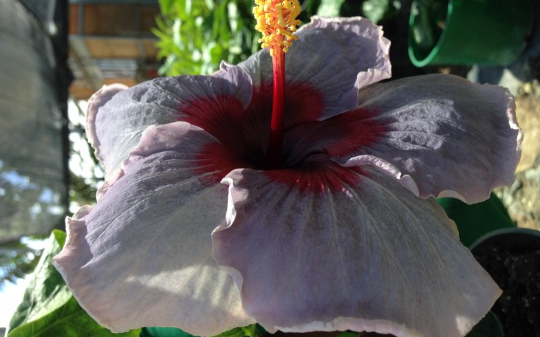 Cajun Hibiscus