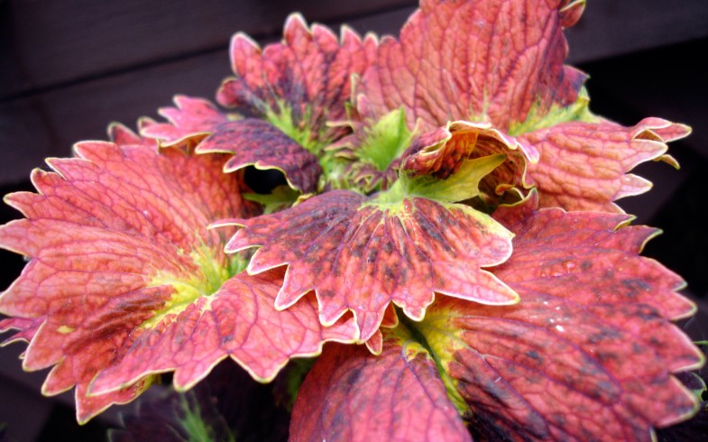 Coleus ‘Tilt A Whirl’