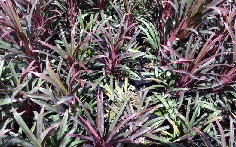 Cordyline