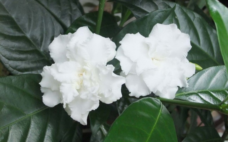 Plant Guide Tobago Crape Jasmine Tree | Eden Nurseries