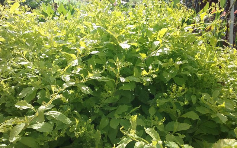 Duranta Sunstruck