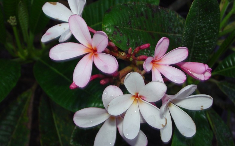 Plumeria Dwarf Pink