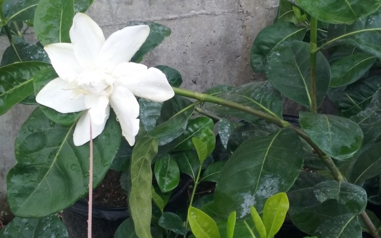 Gardenia Taitensis Double