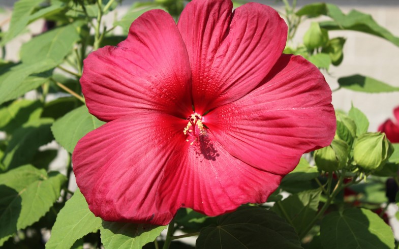 Hibiscus