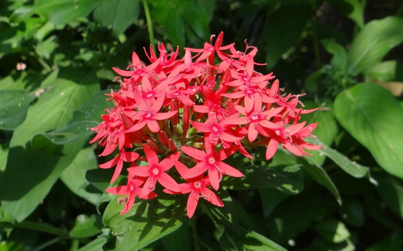 Pentas