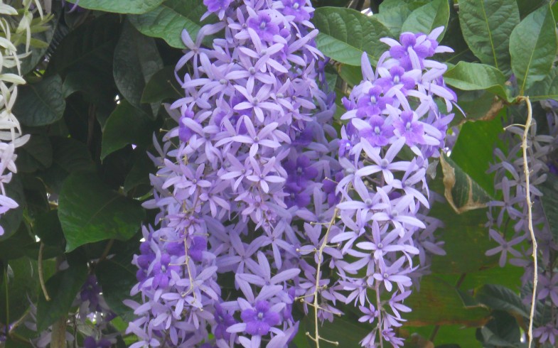 Petrea Volubilis