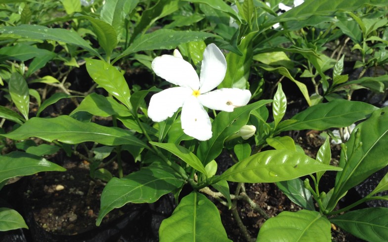 Pinwheel Jasmine