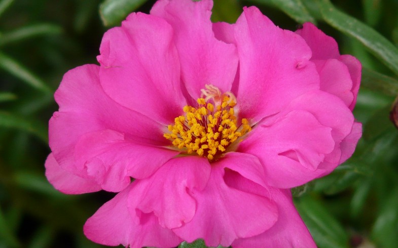 Portulaca