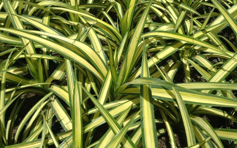 Pandanus Compactus